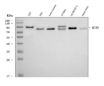 MCM8 Rabbit Polyclonal Antibody