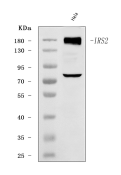 IRS2 Rabbit Polyclonal Antibody