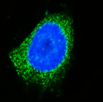 GOLGA3 Rabbit Polyclonal Antibody