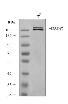 GOLGA3 Rabbit Polyclonal Antibody