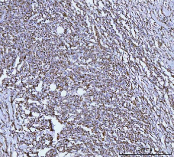 GLUD1/2 Antibody