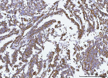GLUD1/2 Antibody
