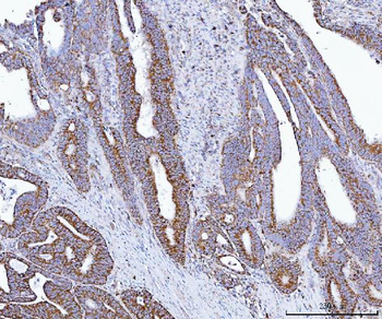 GLUD1/2 Antibody