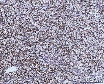 GLUD1/2 Antibody