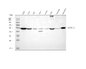 GLUD1/2 Antibody