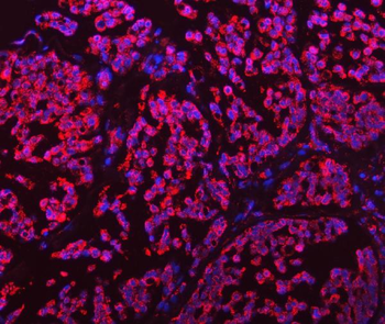 GLUD1/2 Antibody