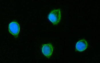 GLUD1/2 Antibody