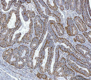 GLUD1/2 Antibody