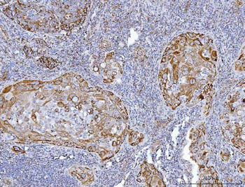 GLUD1/2 Antibody