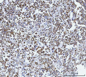 GLUD1/2 Antibody