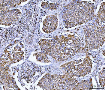 GLUD1/2 Antibody