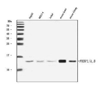 FKBP1A/1B Rabbit Polyclonal Antibody