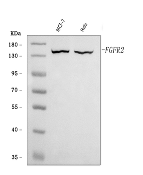 FGFR2 Antibody