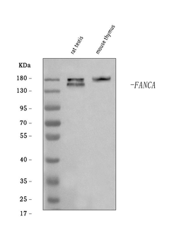 Fanca/FAA Rabbit Polyclonal Antibody