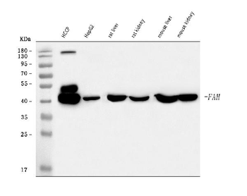 FAA/FAH Rabbit Polyclonal Antibody
