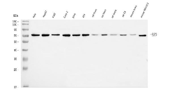 EED Rabbit Polyclonal Antibody