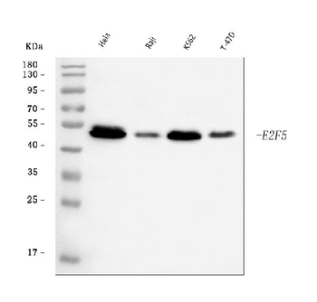 E2F5 Rabbit Polyclonal Antibody