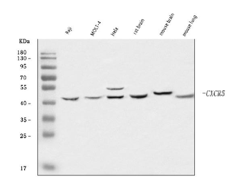 CXCR5 Antibody