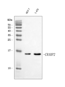 CRABP2 Antibody