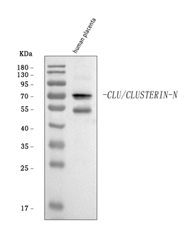Clusterin/CLU Rabbit Polyclonal Antibody