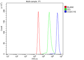CCDC115 Rabbit Polyclonal Antibody