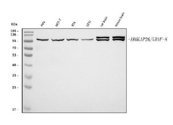GRAF/ARHGAP26 Rabbit Polyclonal Antibody