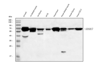 Adam17 Rabbit Polyclonal Antibody