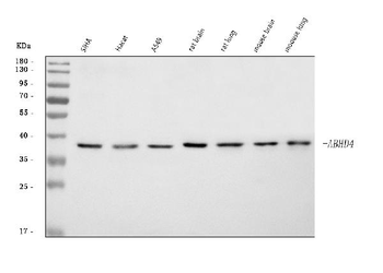 ABHD4 Rabbit Polyclonal Antibody