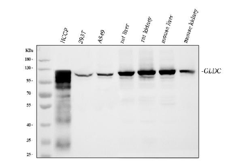 Glycine decarboxylase/GLDC Mouse Monoclonal Antibody