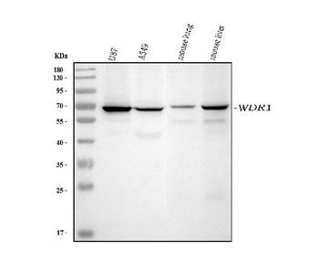 WDR1 Mouse Monoclonal Antibody