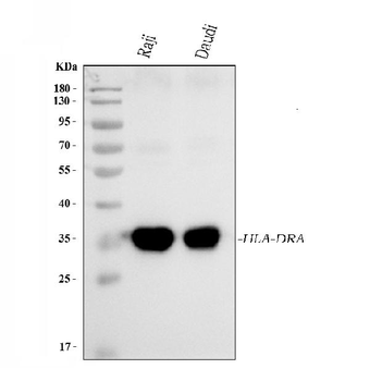 HLA-DR/HLA-DRA Antibody (monoclonal, 8I10H1)