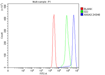 Annexin A3 Antibody (monoclonal, 2H3H8)