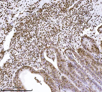 KPNB1 Antibody (monoclonal, 3I11F2)
