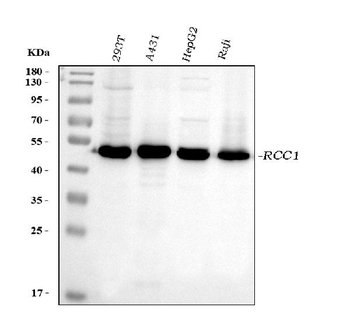 RCC1 Mouse Monoclonal Antibody