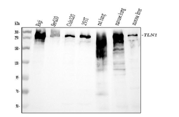 Talin 1/TLN1 Mouse Monoclonal Antibody