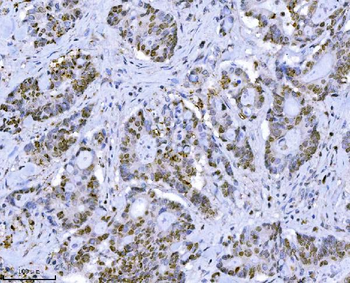 MCM7 Mouse Monoclonal Antibody