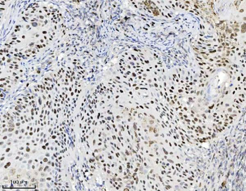 MCM7 Mouse Monoclonal Antibody
