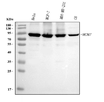 MCM7 Mouse Monoclonal Antibody