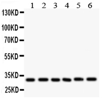Caspase 3/CASP3 Rabbit Polyclonal Antibody