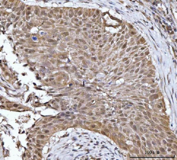 14-3-3 gamma/YWHAG/14 Rabbit Polyclonal Antibody