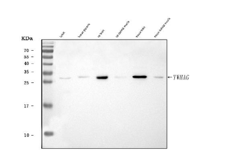 14-3-3 gamma/YWHAG/14 Rabbit Polyclonal Antibody