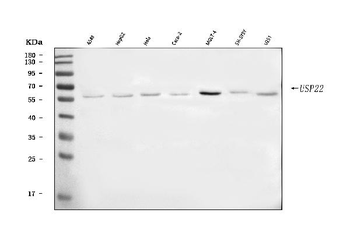 USP22 Rabbit Polyclonal Antibody