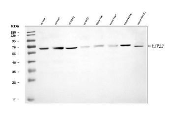 USP22 Rabbit Polyclonal Antibody