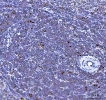 TFEB Antibody