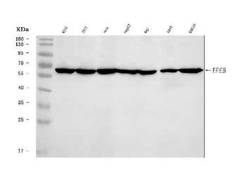 TFEB Antibody