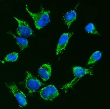 TFEB Antibody