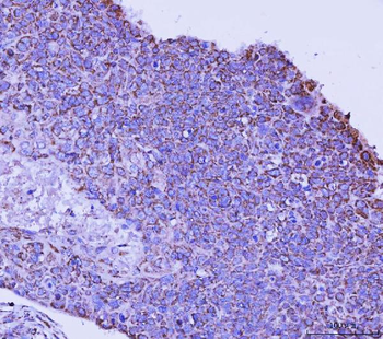TFEB Antibody