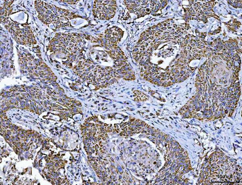 TFEB Antibody