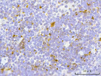 TFEB Antibody