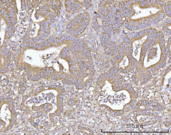 SLU7 Antibody